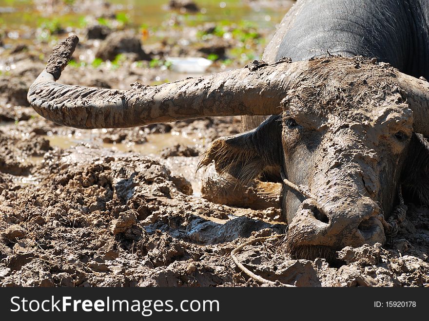 Buffalo in the mud from the front view