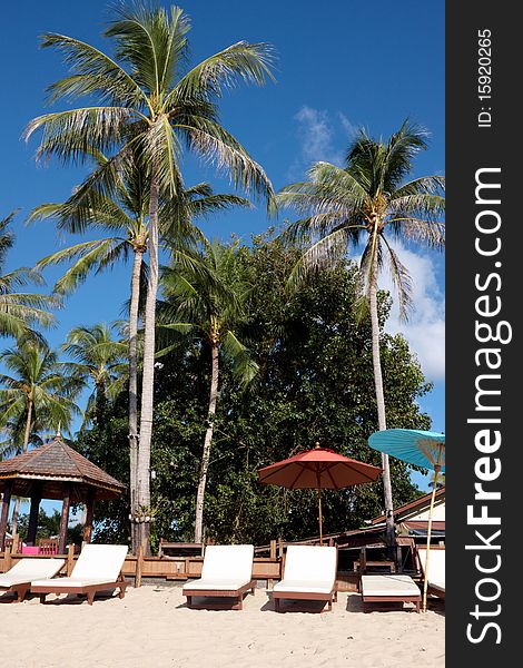 Palm tree on the beach with sun bath bench and sand,image was taken in Thailand