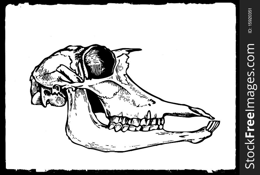 Drawing Skull