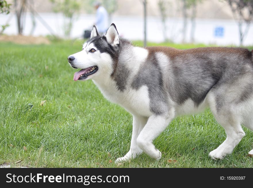 A husky on the Lawn