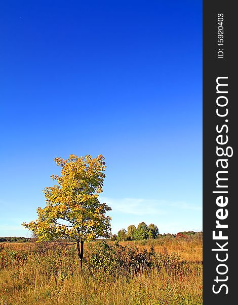 Oak On Autumn Field