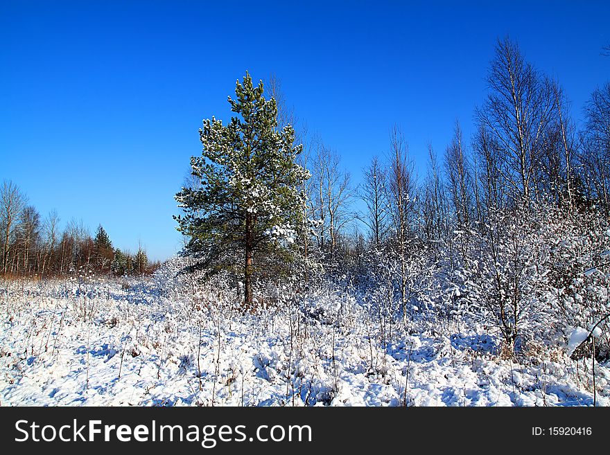 Small pine on winter field