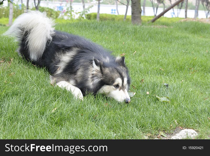 Alaskan Malamute`s funny face