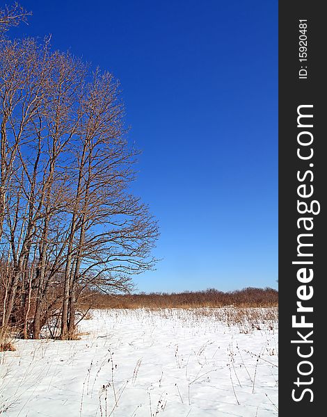 Big oak on winter field