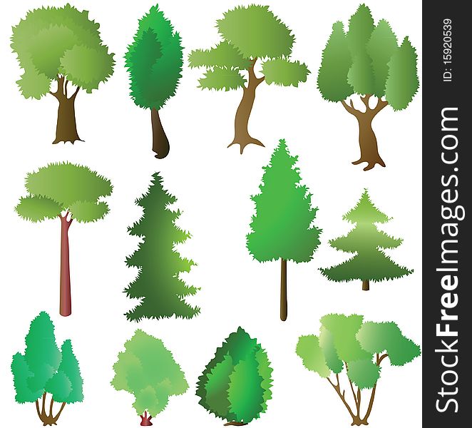 Deciduous And Coniferous Trees In The Summer