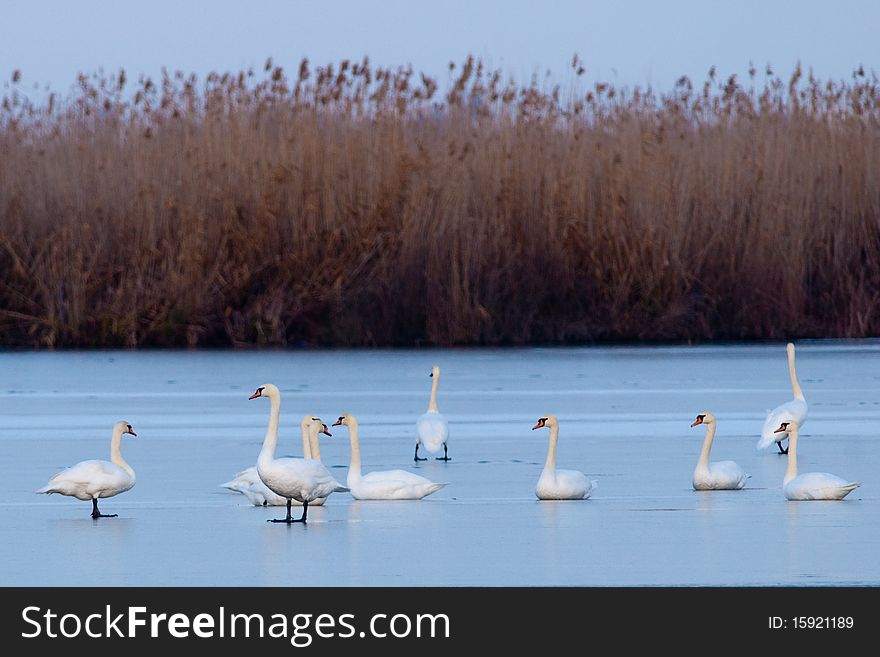 Mute Swans Flock on ice in winter