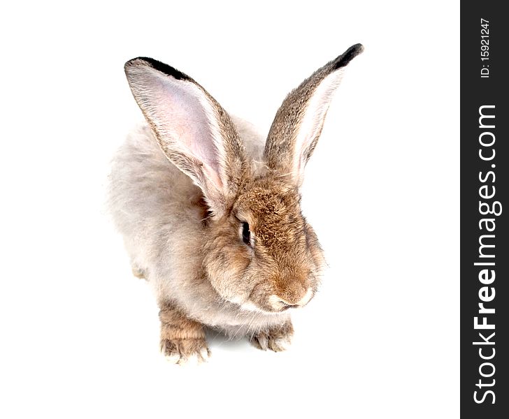Rabbit on a white background