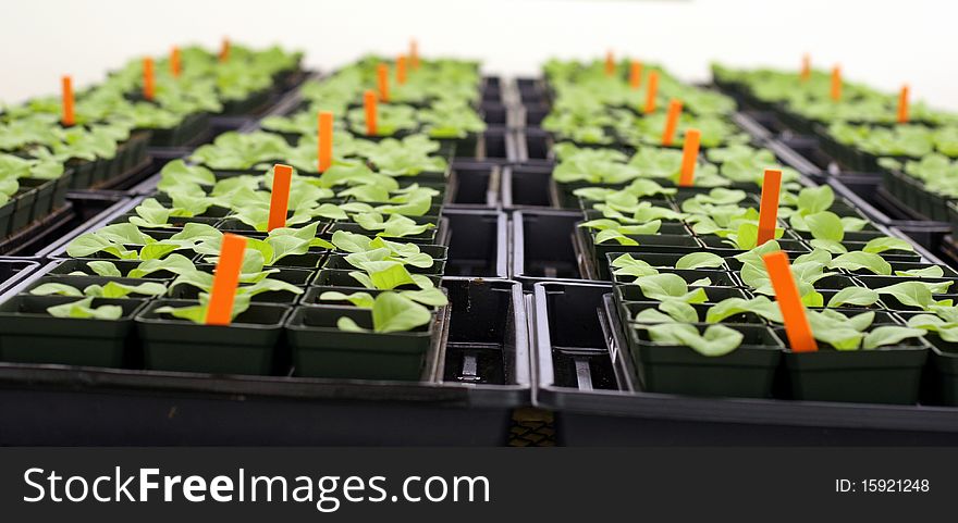 Small tobacco plants in a greenhouse