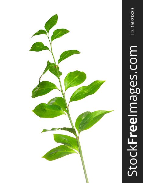 Green branch isolated