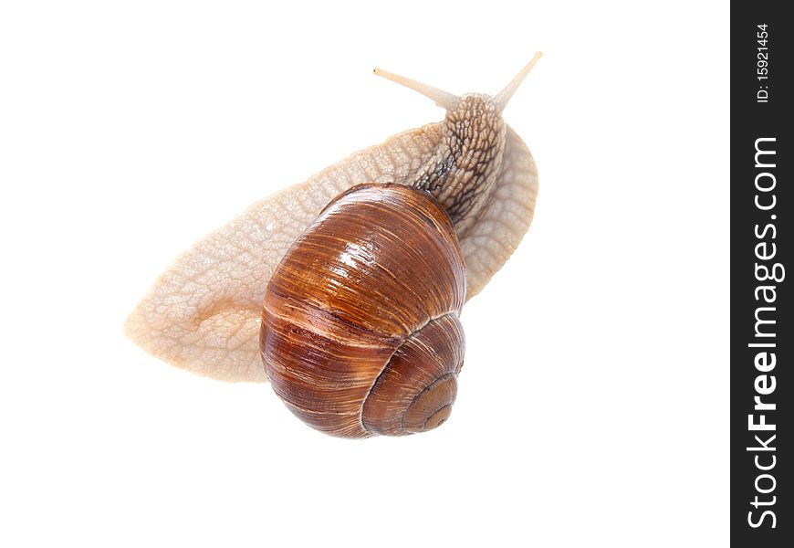 The garden snail in front of white background