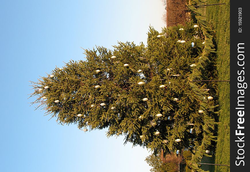 Christmas tree in a park