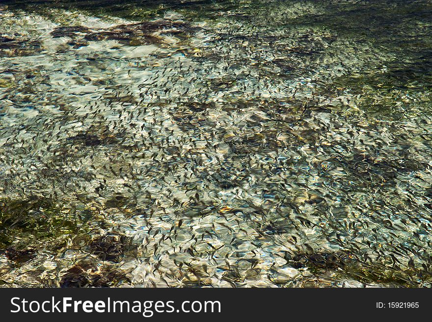 The cannot fishes is migrating in the clear water of the river, lake or sea. The cannot fishes is migrating in the clear water of the river, lake or sea.