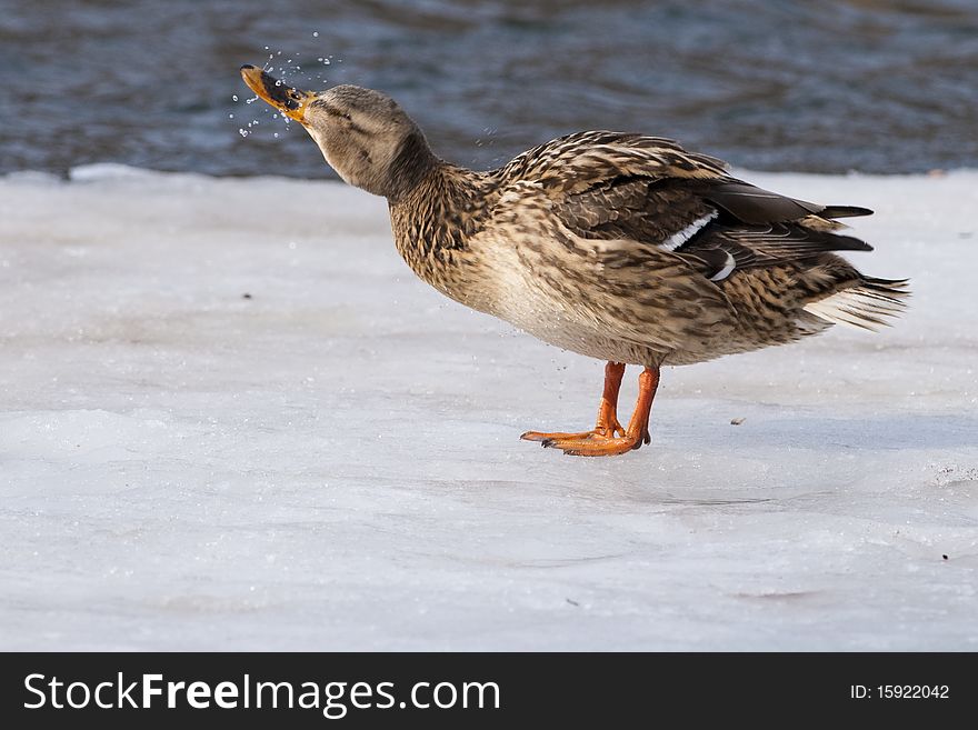 Mallard Duck on ice in winter