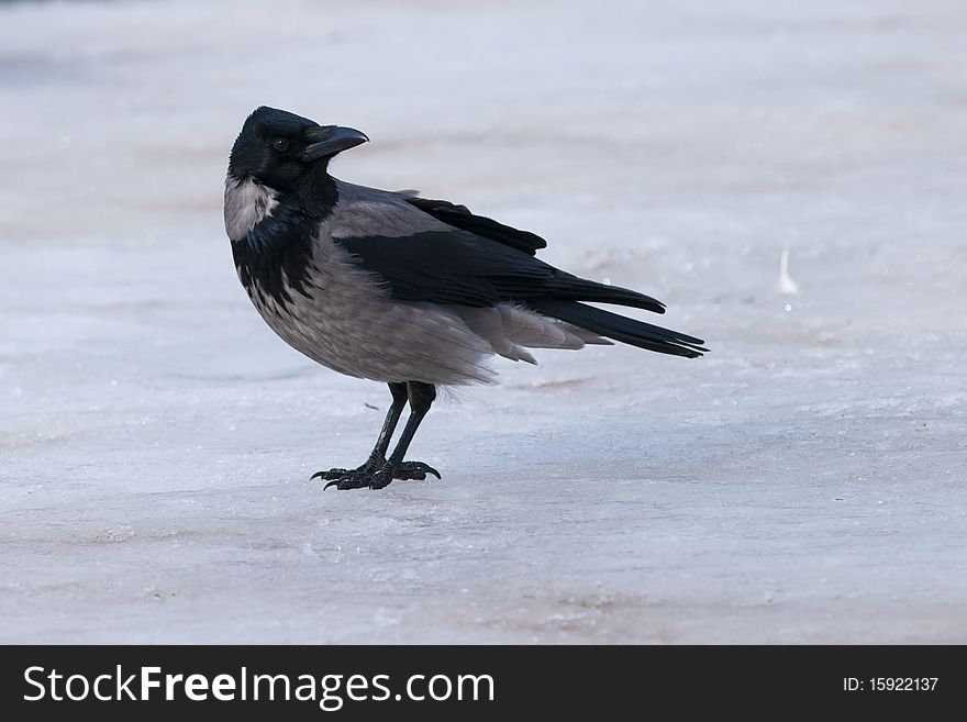 Hooded Crow on ice in winter