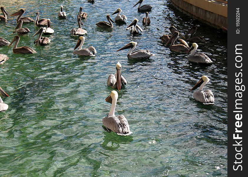 Pelicans in Miami Beach Florida