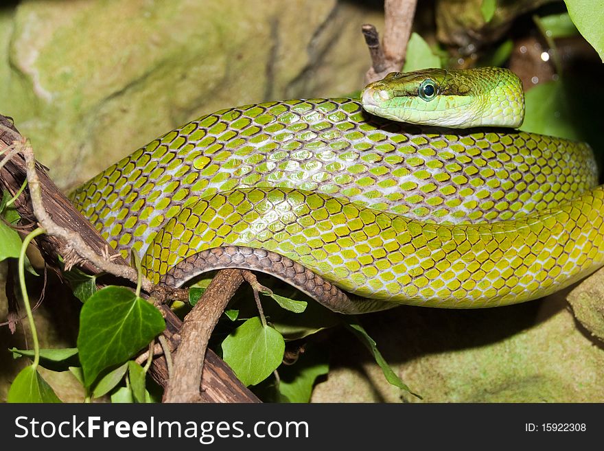 Red Tailed Green Snake