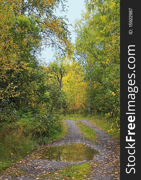 Autumn forest landscape: country road, pool, fallen leaves