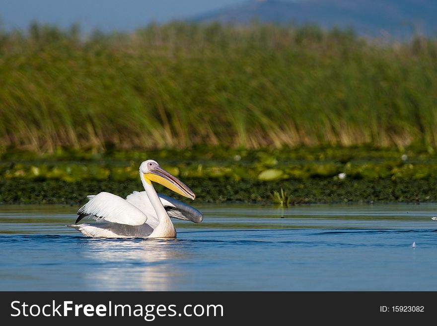 White Pelican Taking off from water