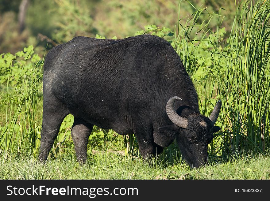 Water Buffalo (Bubalus bubalis), female, grazing. Water Buffalo (Bubalus bubalis), female, grazing