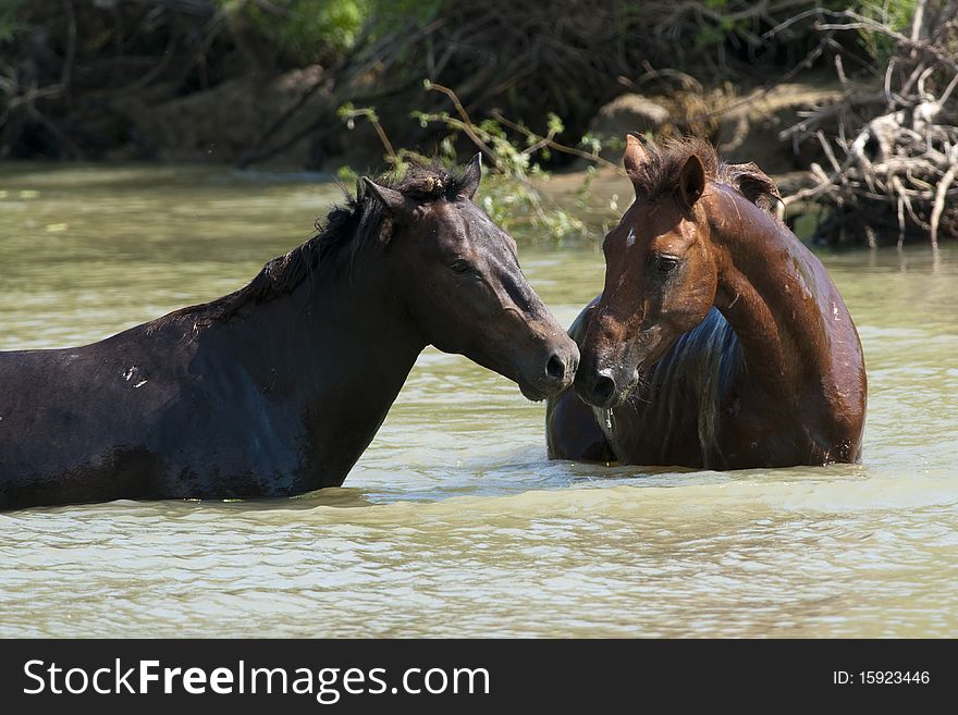 Wild Horses Pair in water