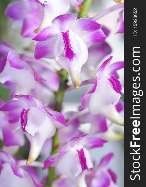 Thai orchids grown as ornamental plants.