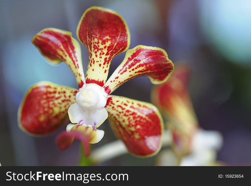 Thai orchids grown as ornamental plants.