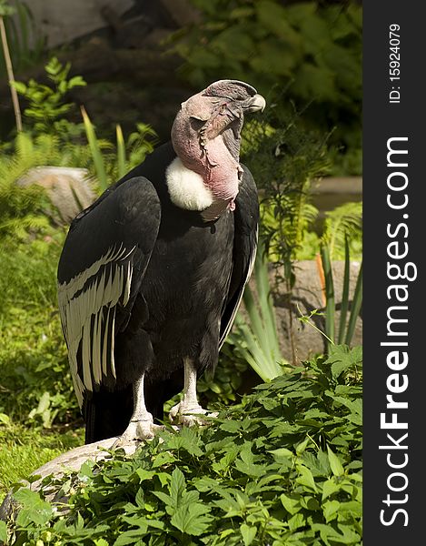 Vulture dries its wings on the grass after the rain