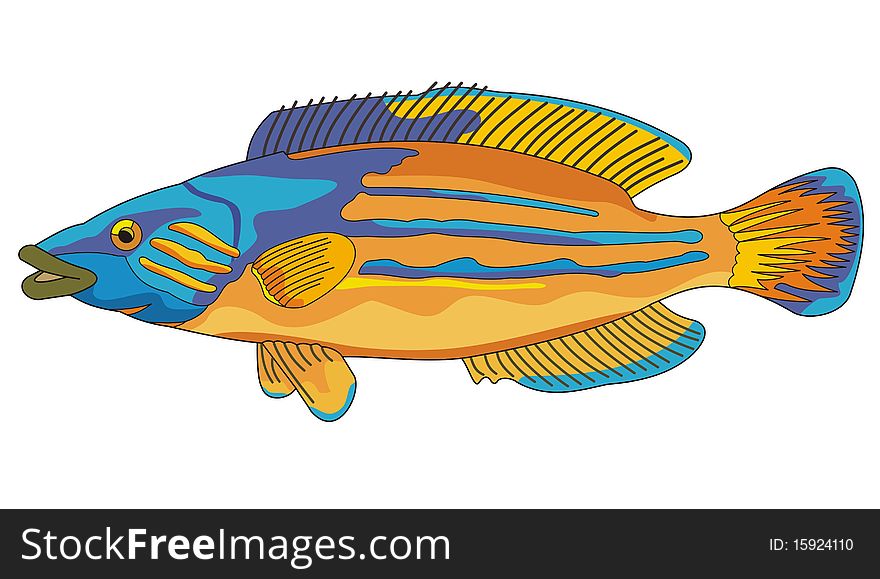 Illustration of fish cuckoo wrasse