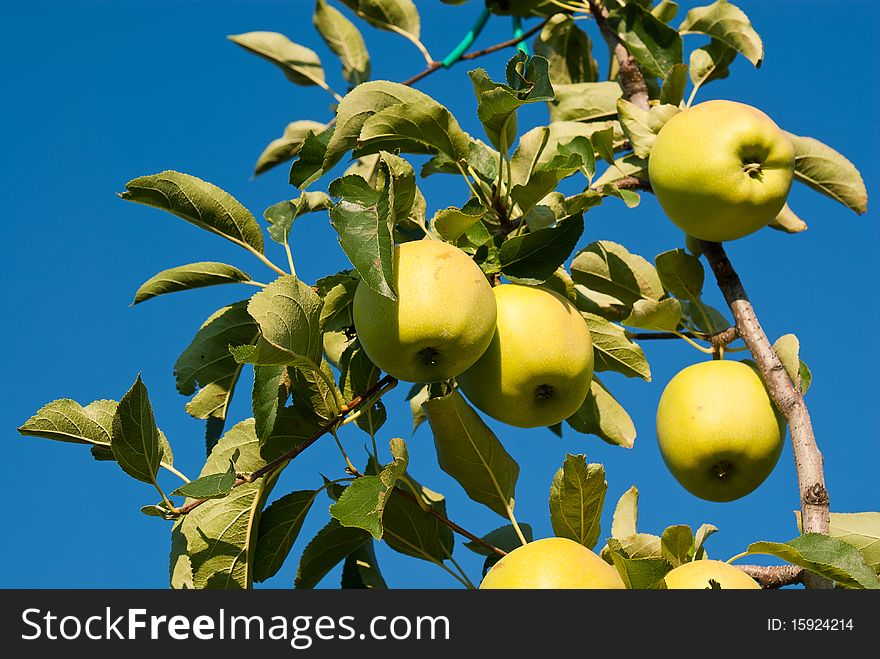 Yellow apples attached to a tree already 'ripe to be harvested in a blue sky