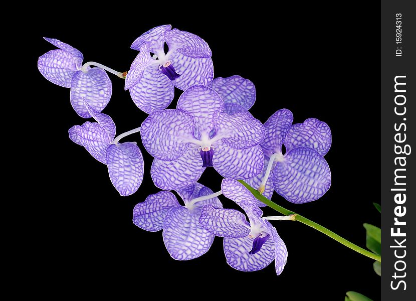 Beautiful Orchid