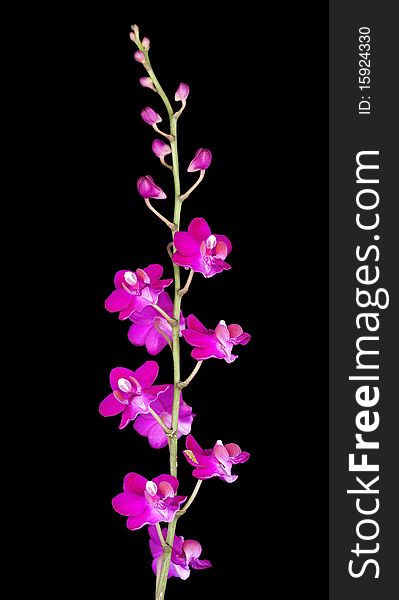 Beautiful Orchid on Black Background