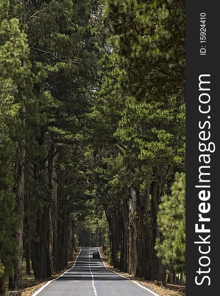 This shot was taken on the road downstairs from Teide mountain at Tenerife Island. This shot was taken on the road downstairs from Teide mountain at Tenerife Island.