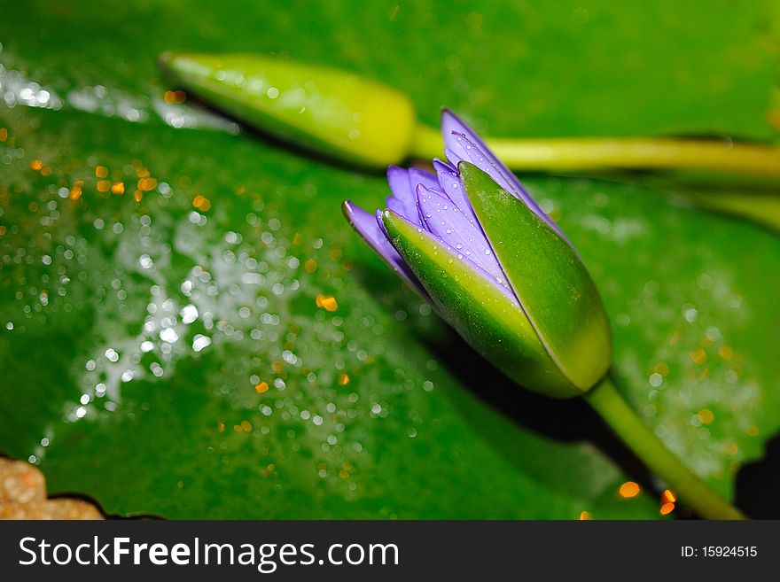 Violet Lotus in green leaf background.