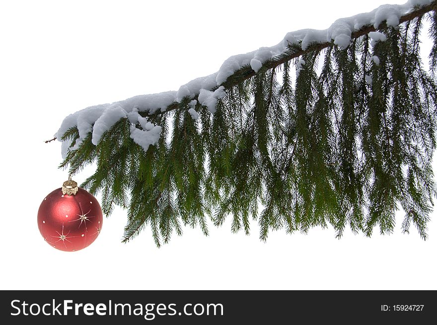 Branch of tree isolated on white background