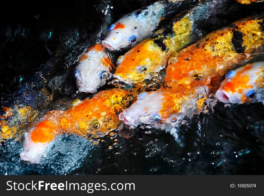 Koi Fish