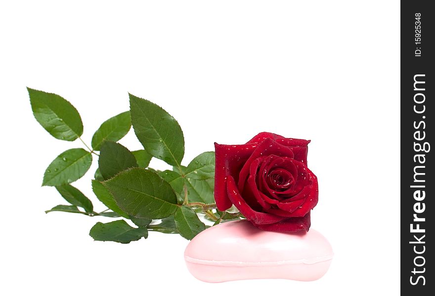 Red rose with soap on a white background