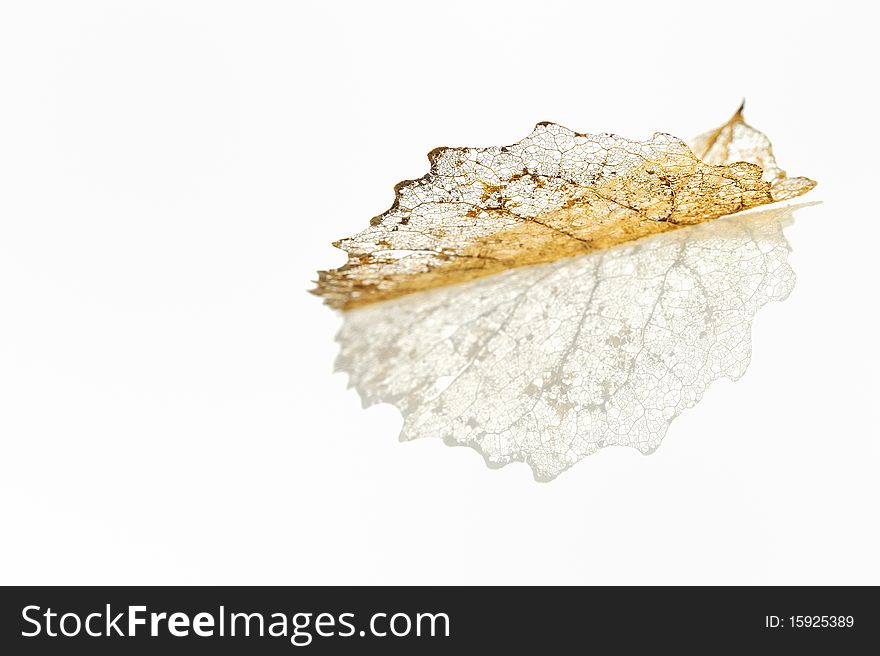 Single skeleton leaf isolated on white in studio