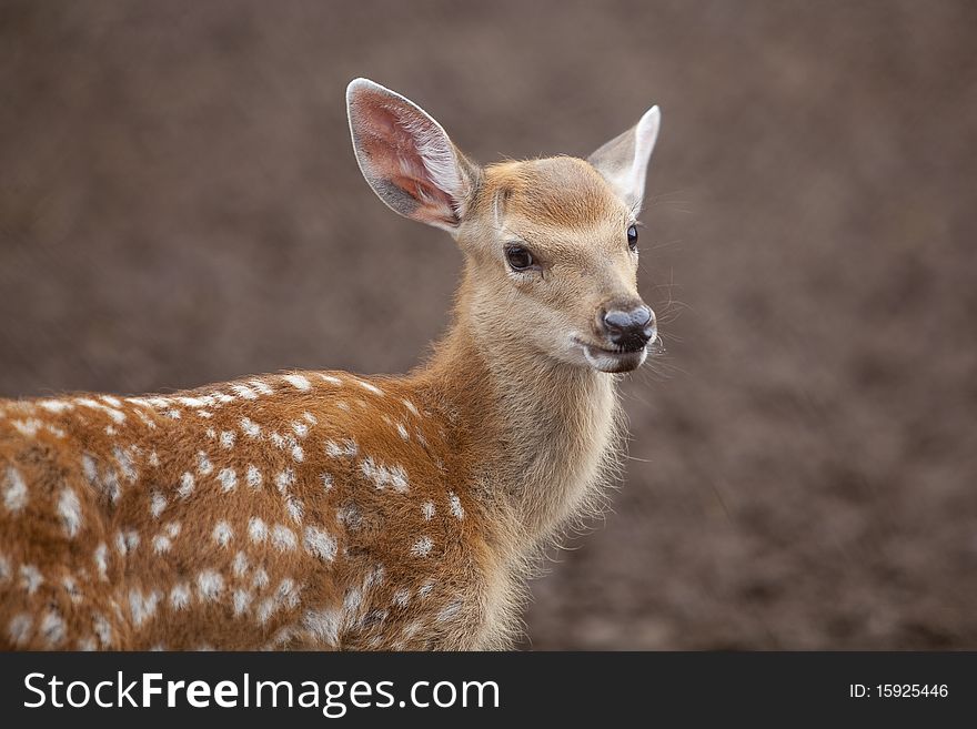 A young spotted deer close up