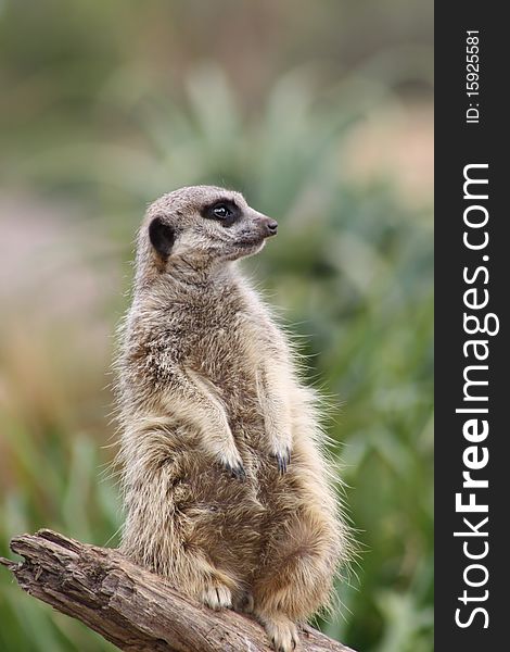 One meerkat on a log acting as a sentinel, gazing intently to one side on the lookout for danger. One meerkat on a log acting as a sentinel, gazing intently to one side on the lookout for danger