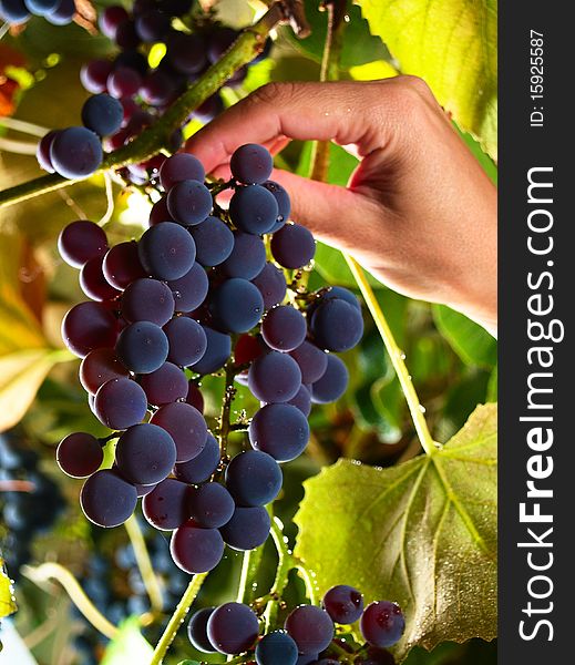 Female hand picks sweet grapes in italian vineyard. Female hand picks sweet grapes in italian vineyard