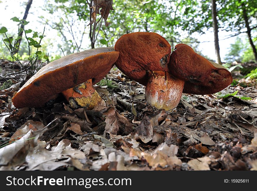 Two huge mushrooms in the autumn forest