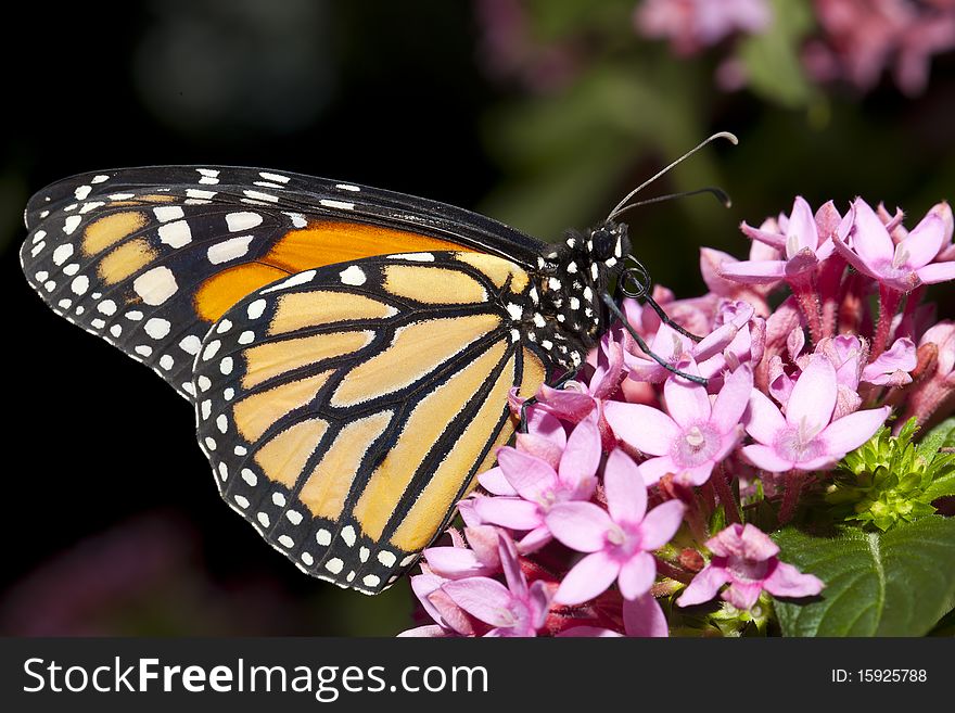 Butterfly Closeup.