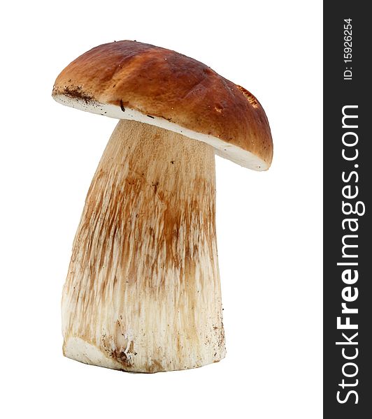 One cep on a white background. One cep on a white background