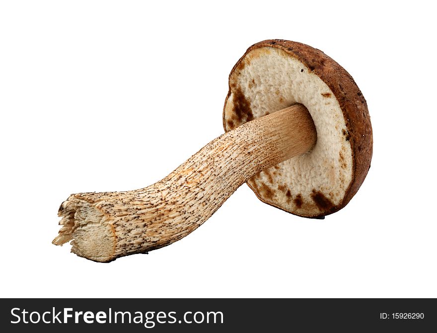 Brown mushroom isolated on white background - Leccinum scabrum