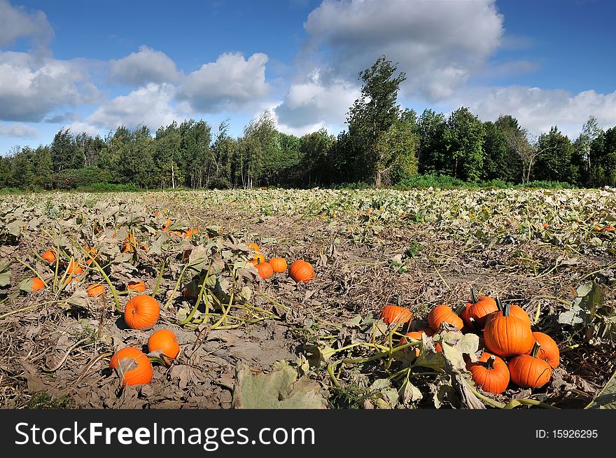 Harvest In A Field Of Pumpkins In Early Fall