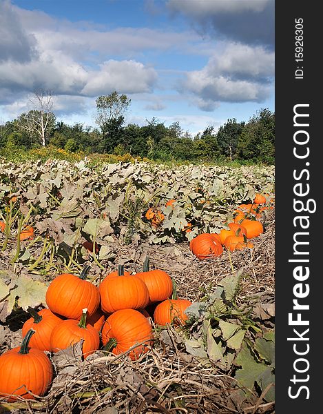 Harvest in a field of pumpkins in early fall