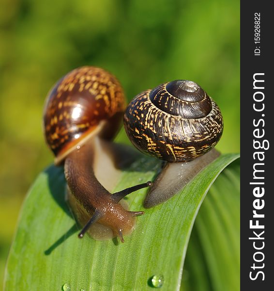 The garden snails on the leaf. The garden snails on the leaf