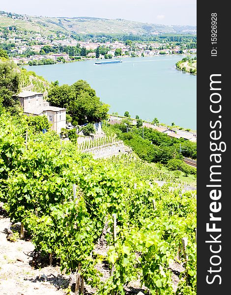 Vineyard of Chateau Grillet, Rhone-Alpes, France. Vineyard of Chateau Grillet, Rhone-Alpes, France