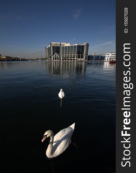 White Swans in Thames, London