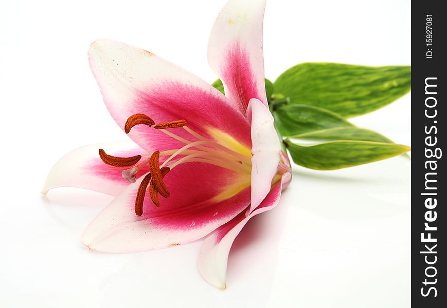 Pink liliy on a white background
